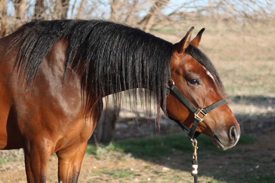 arabian reining horse for sale