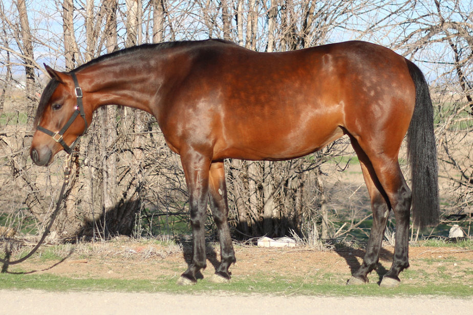 arabian reining horse for sale