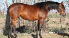 arabian reining horse for sale