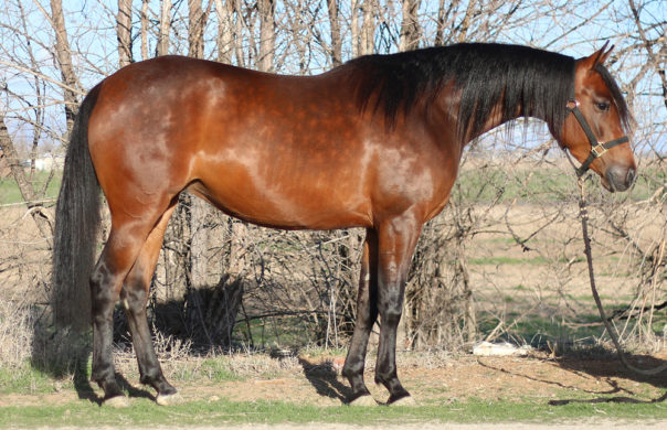 arabian reining horse for sale