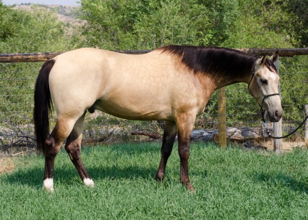 half arabian trail horse