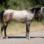 endurance horse for sale