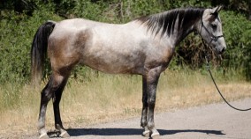 endurance horse for sale