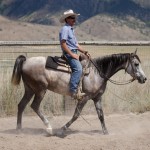 arabian endurance horse for sale