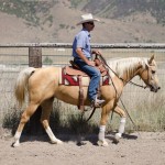 trail horse for sale