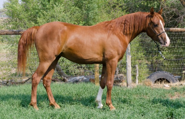 Arabian Gelding For Sale