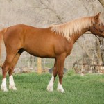 arabian reining prospect