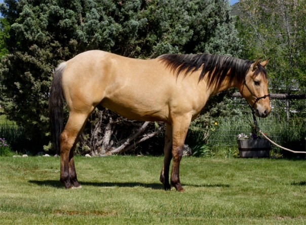 Half arabian reining horse