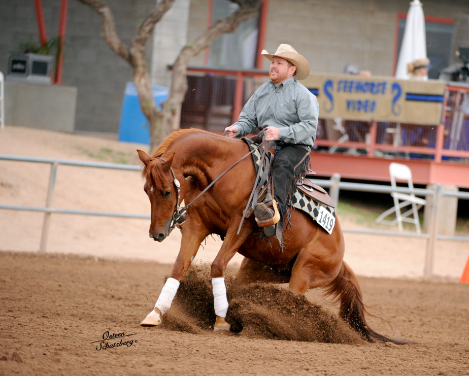 arabian reining horse